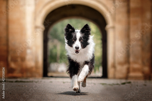 border collie dog guarding the gate arch beautiful portrait near the castle