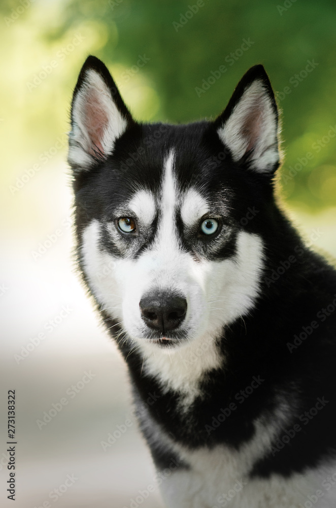 beautiful portrait of siberian husky unbelievable eyes