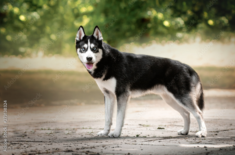 beautiful portrait of siberian husky unbelievable eyes