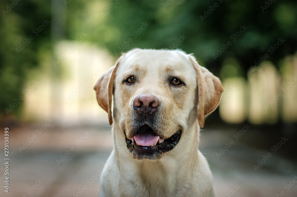 labrador retriever dog wonderful portrait walk in the park