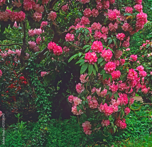 Colourful spring display of Rhododendrons in a woodland garden