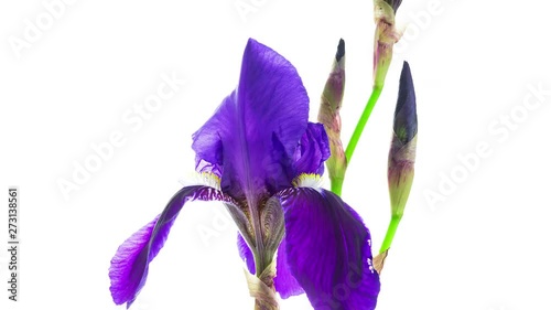 Timelapse of a dark blue iris flower blooming on white background