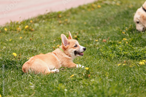 Golden Retriever and Corgi playing on the grass in the park
