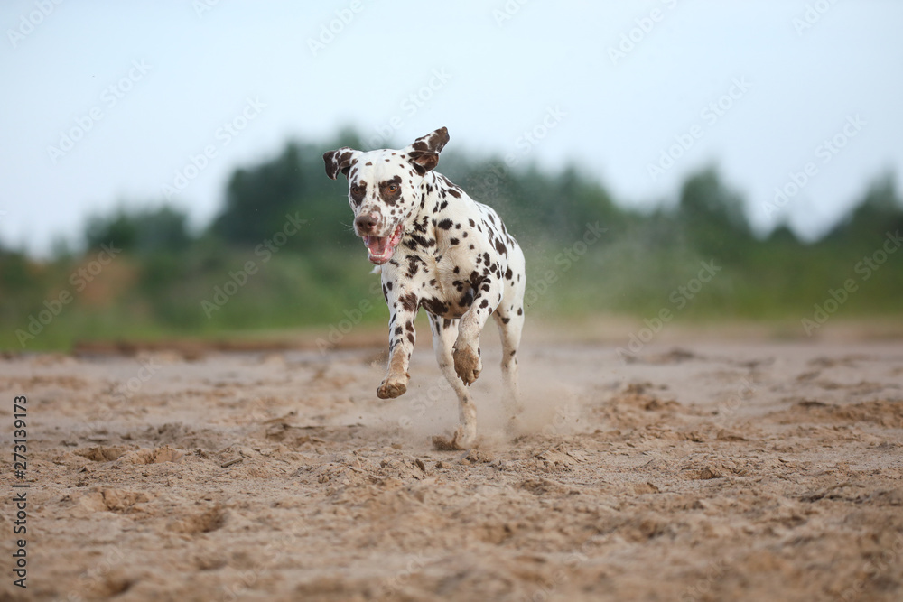 Stolzer Dalmatiner im Sand