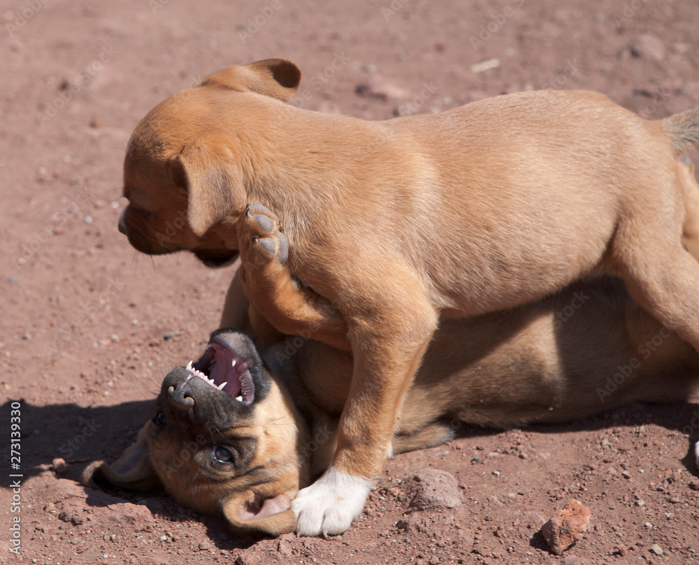 Puppy boxer dogs play fighting in the dirt