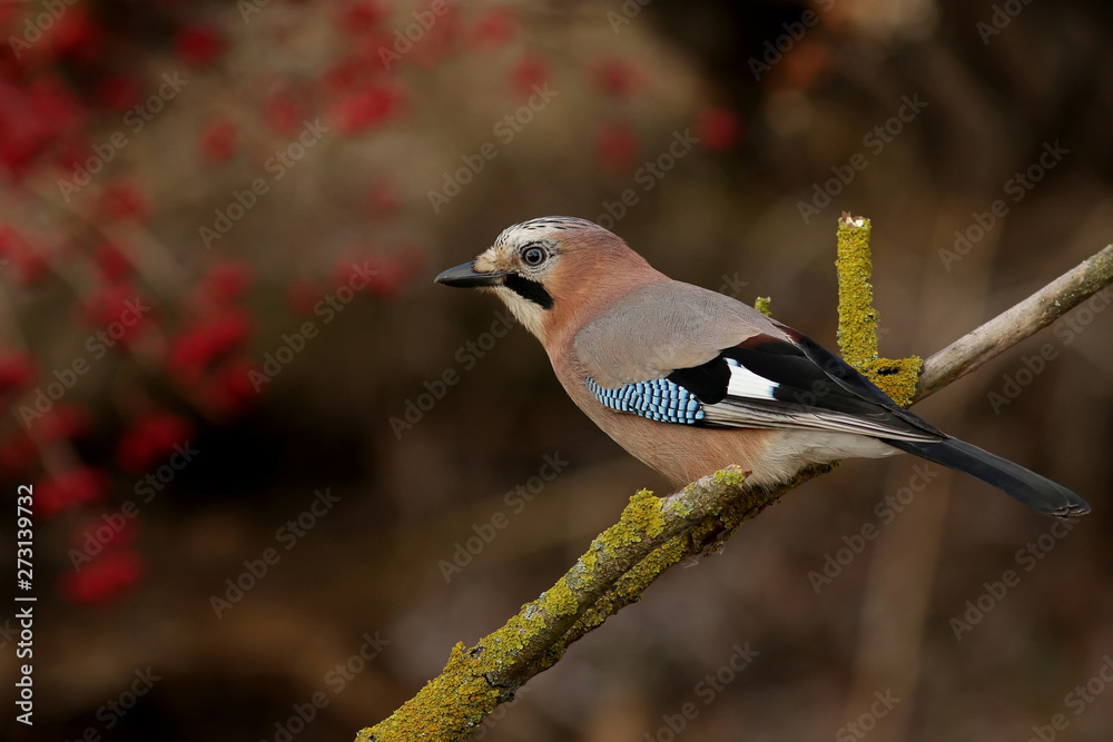 bird on a branch bird on a branch