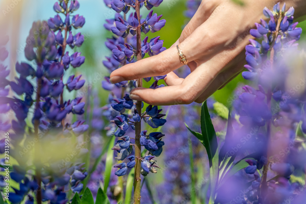 A girl's hand with a ring touches violet flowers (lupins) close-ups on a sunny summer day. Beautiful bright summer background with lupins and a girl's hand.