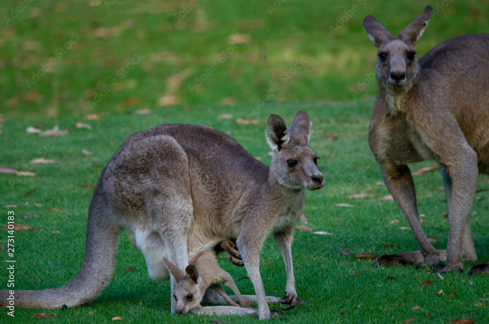 australia kangaroo mother and father and joie baby in pouch eating grass