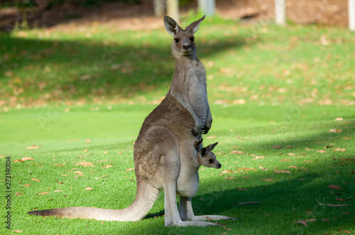 australia kangaroo mother and cute joie baby in pouch photo