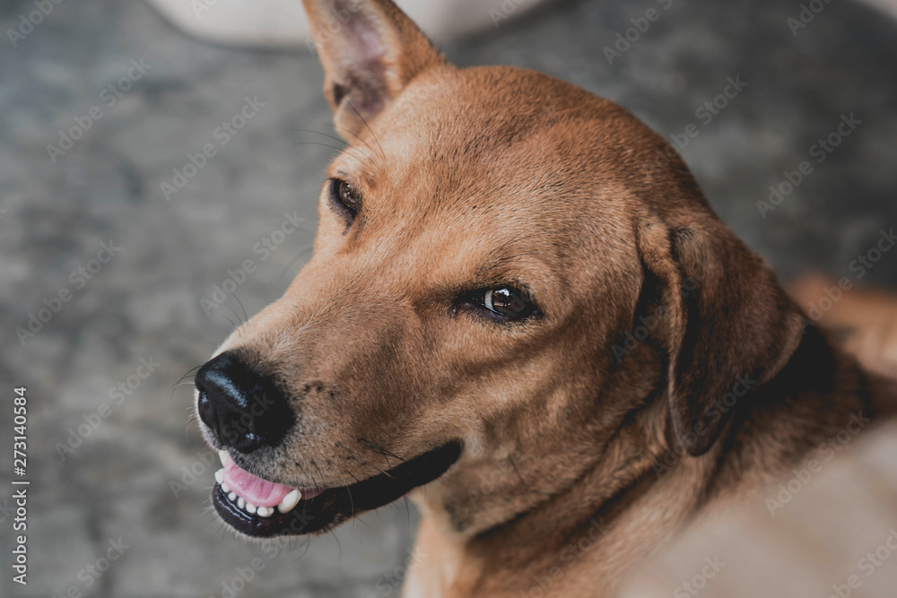 dog looking dog looking