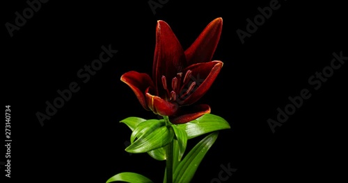 Blooming of dark red flower of lily, on black background, time lapse