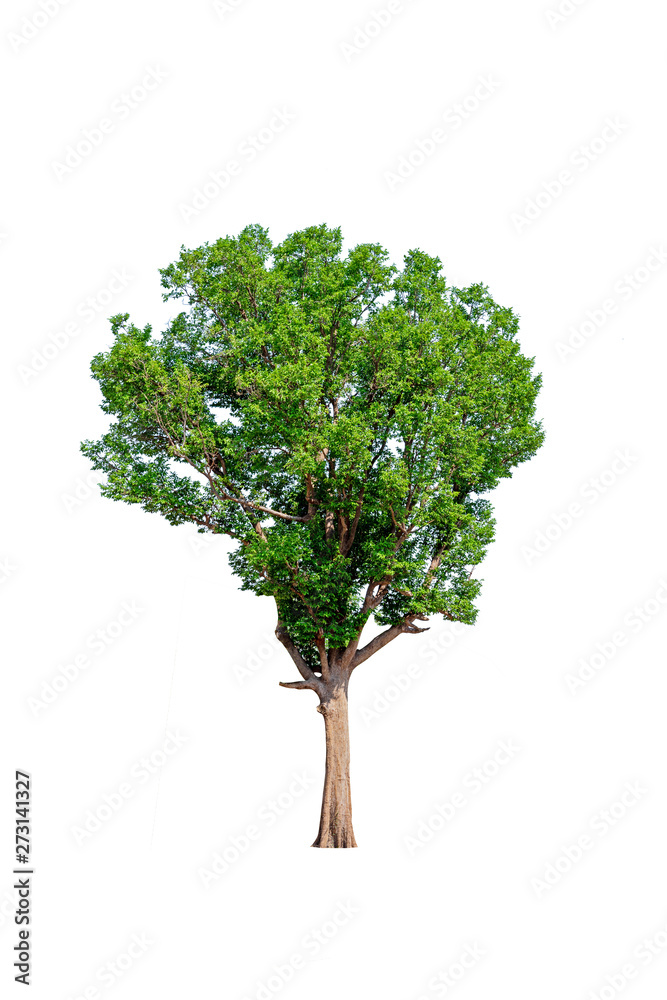 Green tree isolated white background Green tree isolated white background