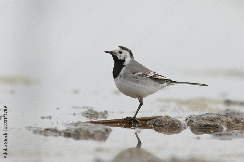 bird on the beach bird on the beach