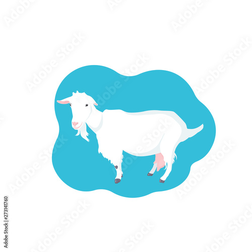 C ute Hornless goat. Farm dairy milky animal