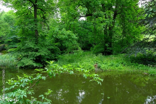 Magical forest in the morning sunlight rays. Summer landscape  river in the forest.