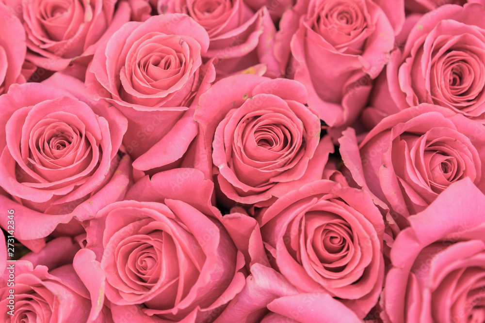 Background of pink and peach roses. Fresh pink roses. A huge bouquet of flowers. The best gift for women Background of pink and peach roses. Fresh pink roses. A huge bouquet of flowers. The best gift for women