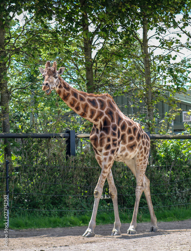 Giraffe in the zoo