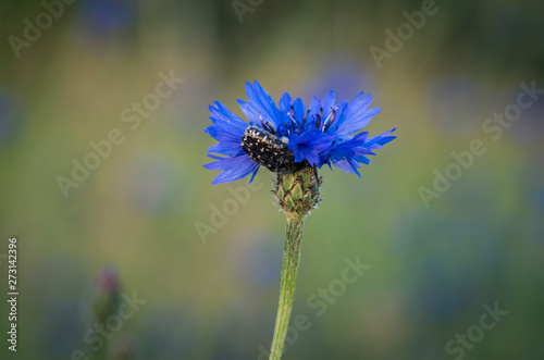 Detail of blue cornflower blossom