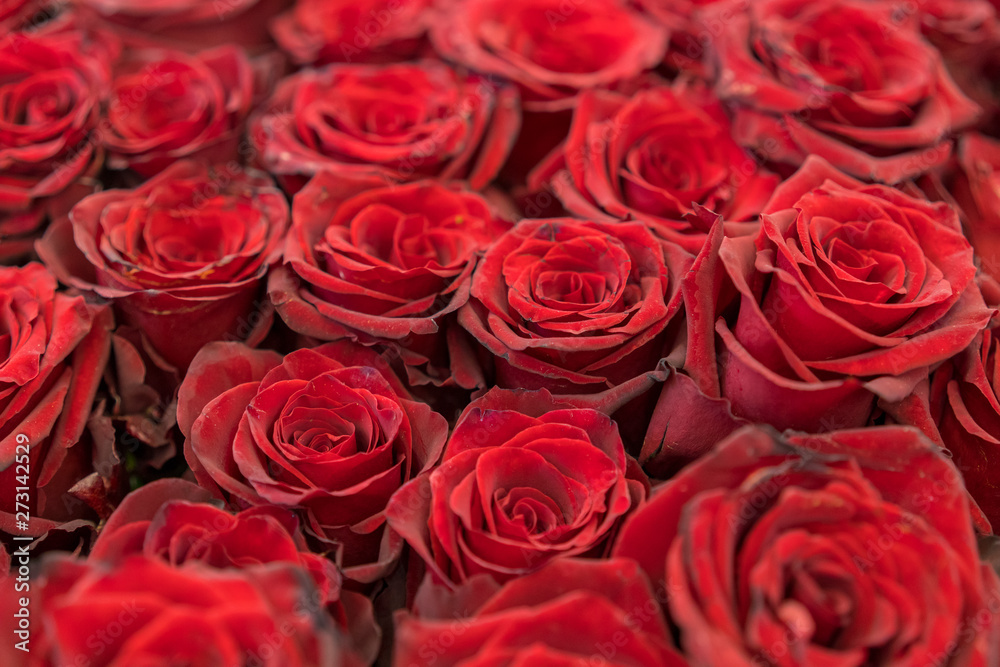 Red roses background. Fresh red and burgundy roses. Red rose buds Red roses background. Fresh red and burgundy roses. Red rose buds