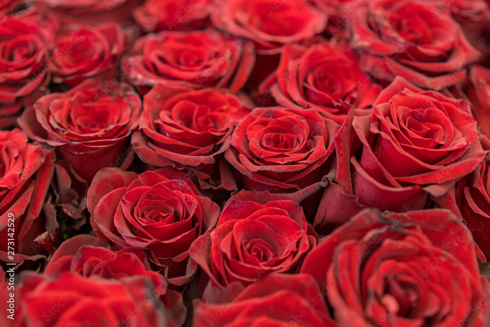 Red roses background. Fresh red and burgundy roses. Red rose buds