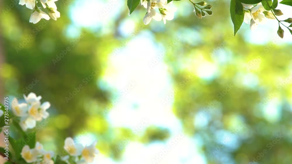 Beautiful blooming branches with white delicate jasmine flowers isolated on sunny shiny blue sky background. Beautiful natural 4k video background. Beautiful blooming branches with white delicate jasmine flowers isolated on sunny shiny blue sky background. Beautiful natural 4k video background.