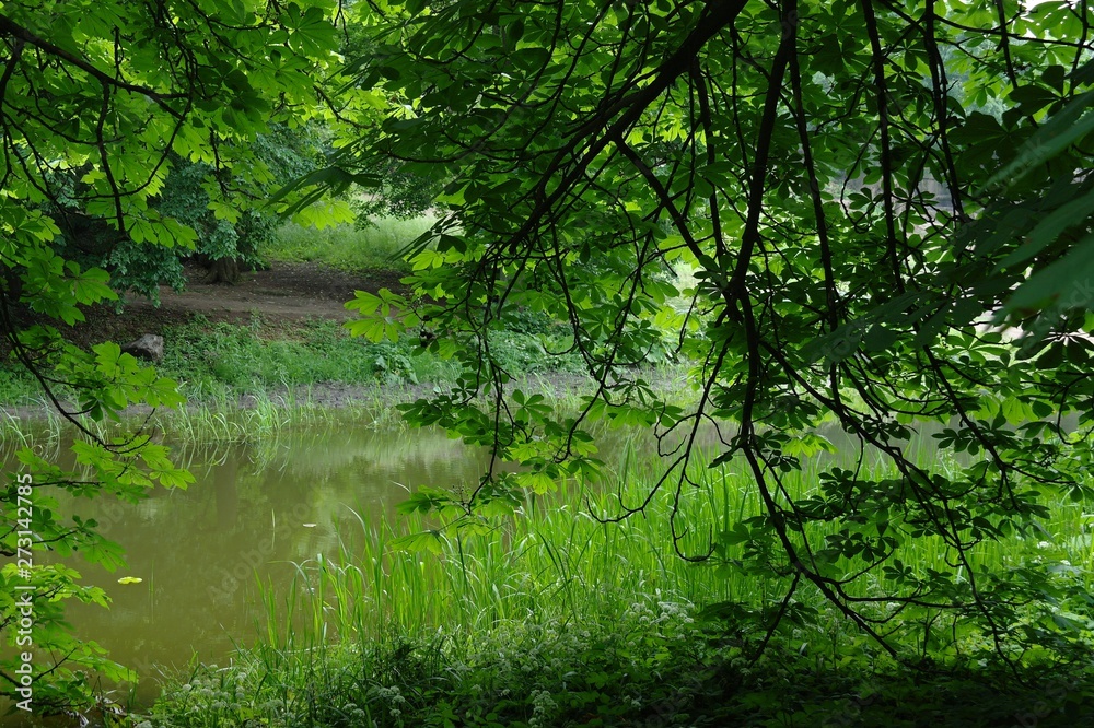 Magical forest in the morning sunlight rays. Summer landscape, river in the forest. Magical forest in the morning sunlight rays. Summer landscape, river in the forest.