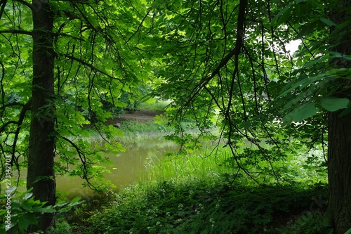 Magical forest in the morning sunlight rays. Summer landscape, river in the forest.