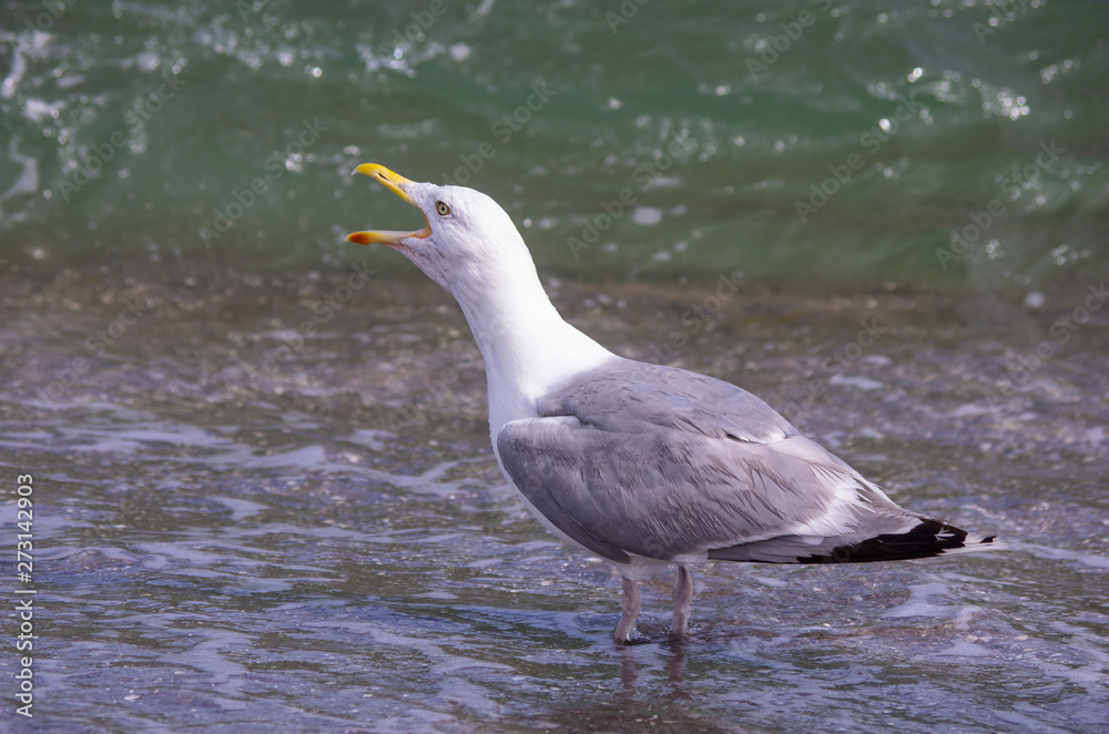 Schreiende Silbermöwe (lat. Larus argentatus) Schreiende Silbermöwe (lat. Larus argentatus)
