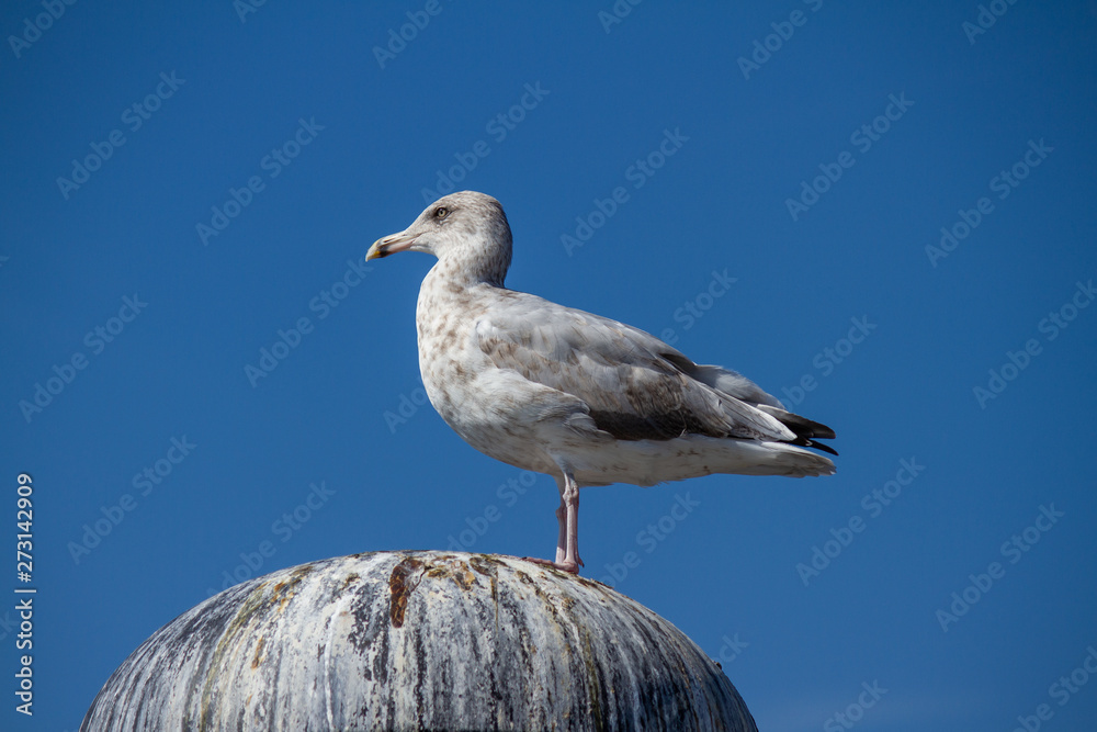 Fototapeta premium Silbermöwe (Larus argentatus)