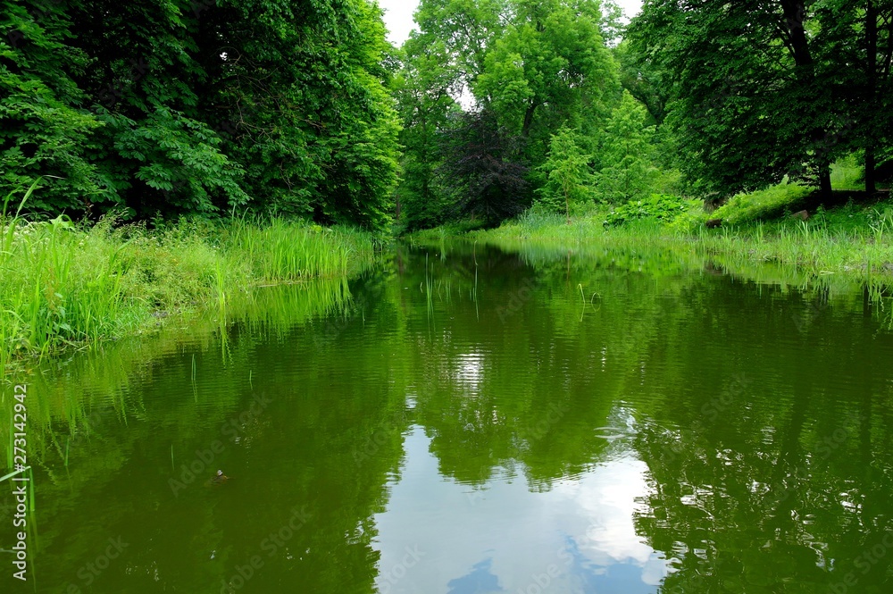 Magical forest in the morning sunlight rays. Summer landscape, river in the forest.