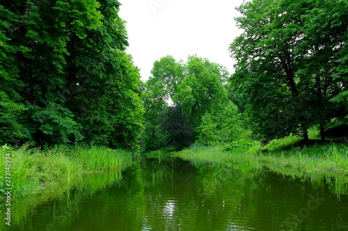 Magical forest in the morning sunlight rays. Summer landscape, river in the forest.