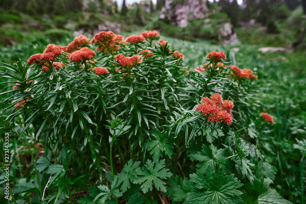 flower near Almaty, mountains butakovsky waterfall flower near Almaty, mountains butakovsky waterfall