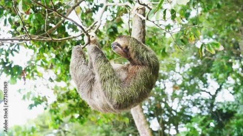 Slow folivora bear on the liana with the leafs in background. (borneo island) photo