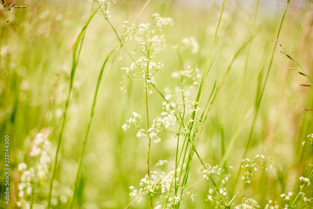 Summer or spring vivid macro picture with grass and wild white flowers