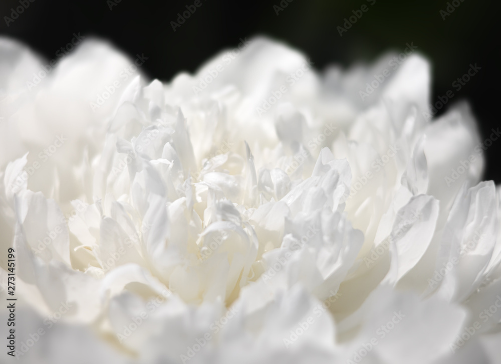 blooming peonies background blooming peonies background