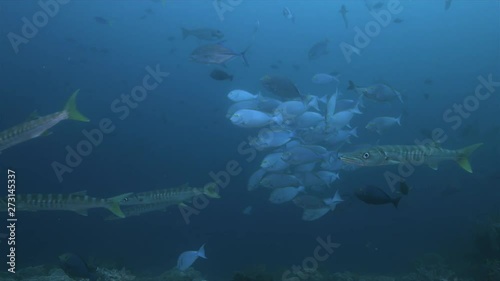 Yellowmask Surgeonfish and Barracudas on a coral reef in Raja Ampat Indonesia. Central Raja Ampat dive site Blue Magic 4k footage photo