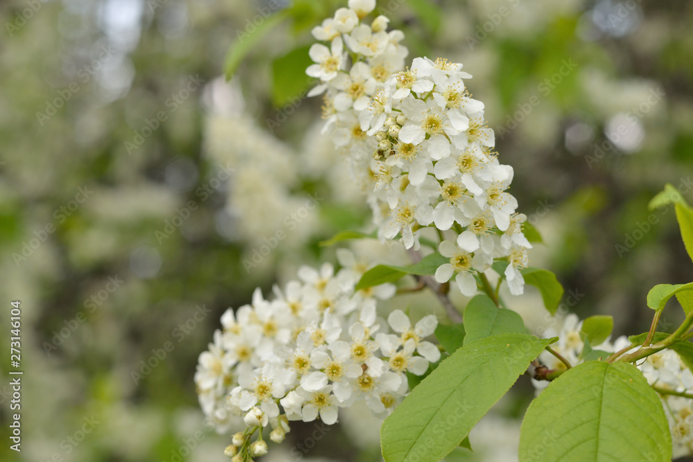 Blossoming branch of a bird cherry on blurred background. Three lush white blossoms and green leaves on the right side of the picture.