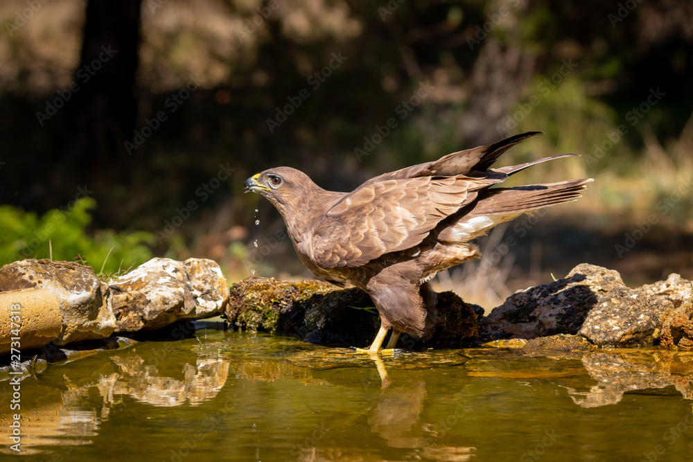 Fototapeta premium buzzard