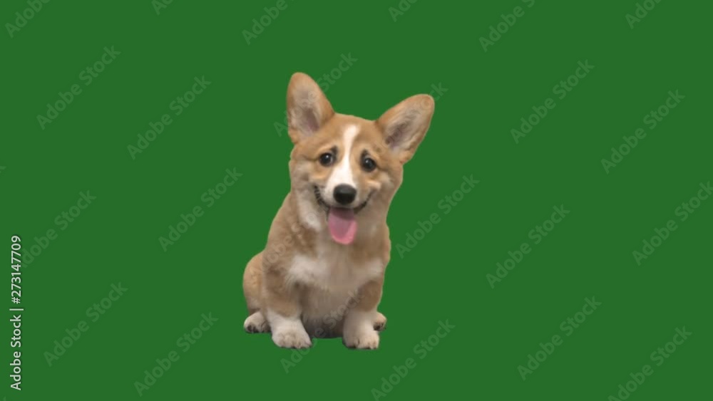 welsh corgi puppy on green screen welsh corgi puppy on green screen