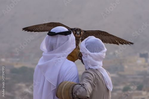 A pair of Emirati falconers hold a peregrine falcon  (Falco peregrinus) in the United Arab Emirates (UAE) a culture and tradition in the Middle East.