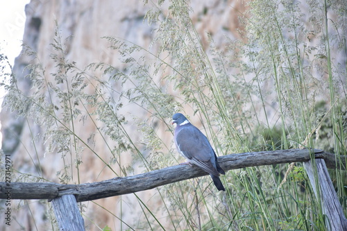 Fotografía tortora dal collare,  uccello della famiglia Columbidae di una specie protetta