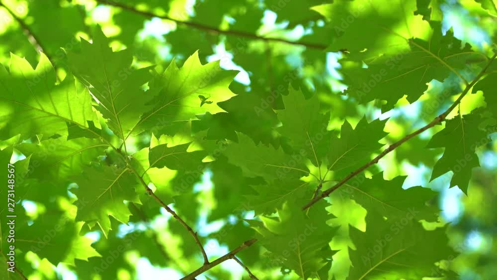 Beautiful green nature video background of fresh tree foliage growing outdoors on sunny spring or summer day. 4k footage Beautiful green nature video background of fresh tree foliage growing outdoors on sunny spring or summer day. 4k footage