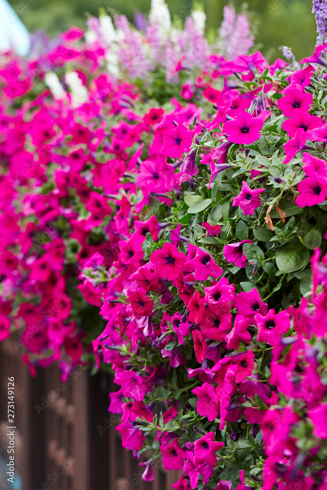 Pink flower bed garden background 