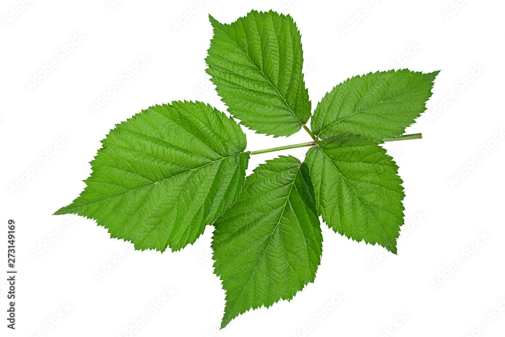 Blackberry fruit leaf closeup Blackberry fruit leaf closeup