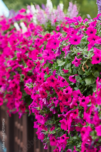 Pink flower bed garden background  © mnimage