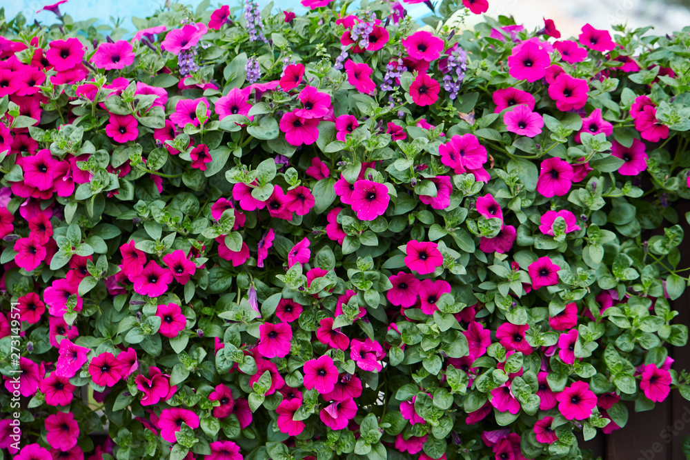 Pink flower bed garden background 