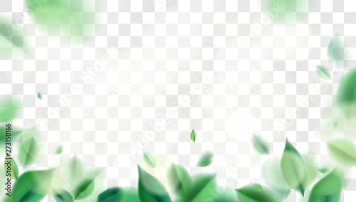 Green spring nature elements with leaves