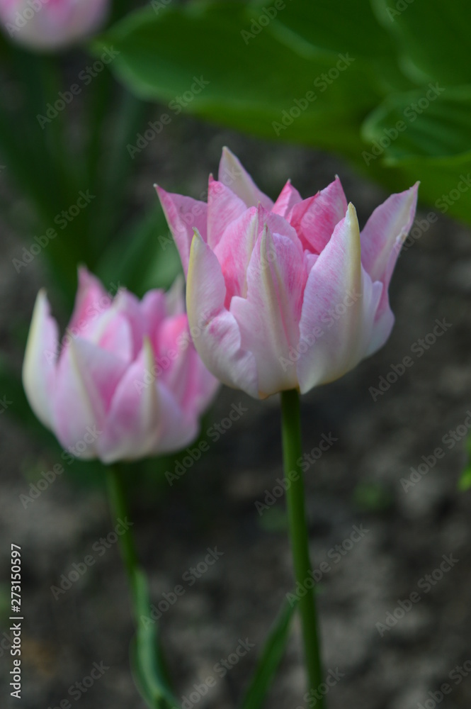 Fototapeta premium pink lotus flower in the garden