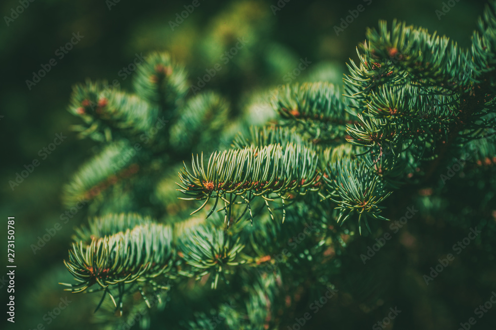 Beautiful spruce branch. Beautiful spruce. Fresh spruce close up.