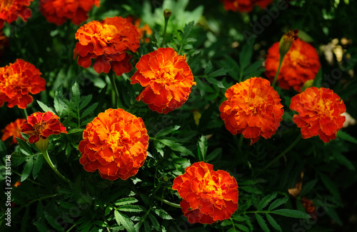 Bright flowering of Tagetis © Olga
